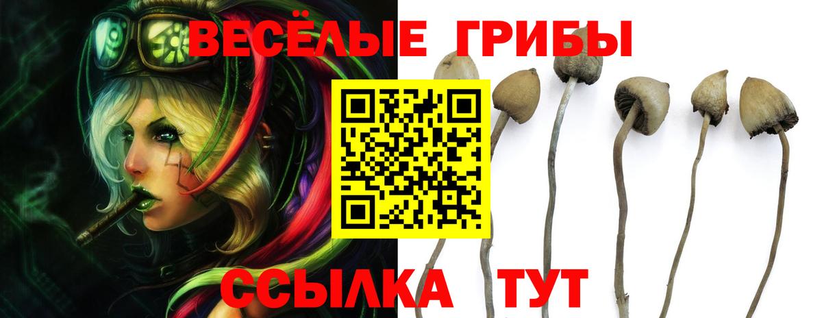 Псилоцибиновые грибы MAGIC MUSHROOMS  Вход с VPN  Шатура  хочу   Галлюциногенные грибы GOLDEN TEACHER 